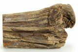 Triassic-Age Petrified Wood Log - Madagascar #379253-1